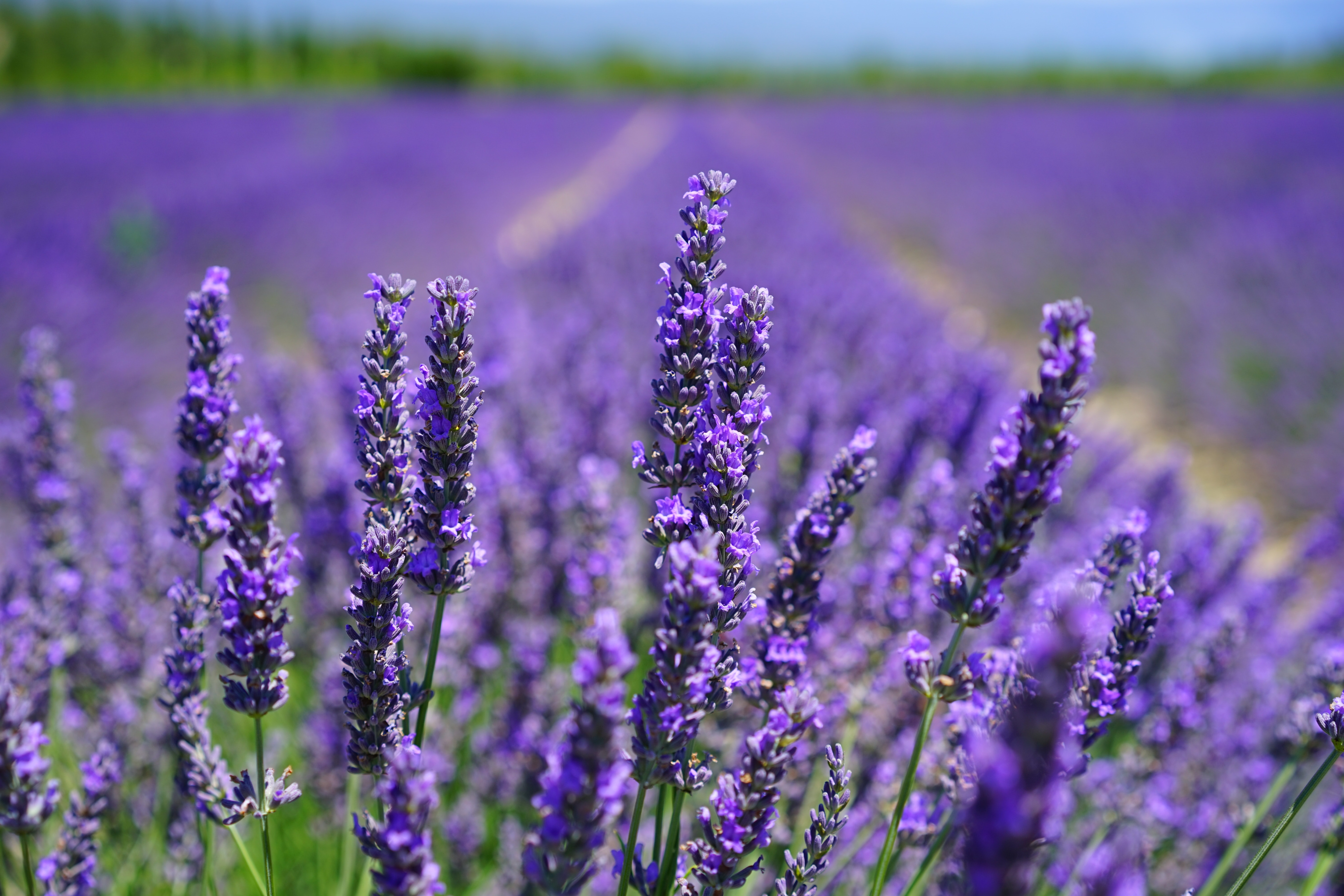 Lavanda in fiore nel Sud della Francia