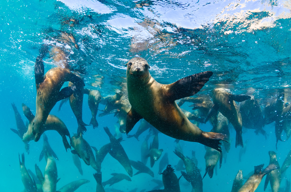 Baja California 