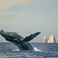 balena