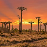 baobab