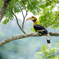 Bucero a Khao Yai