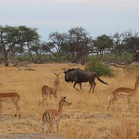 Botswana