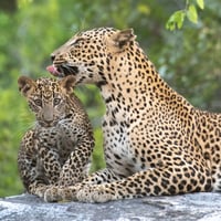 Yala National Park