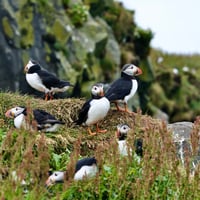 puffin
