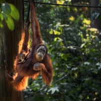 orangutan