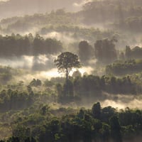 foresta pluviale