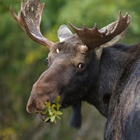 yellowstone