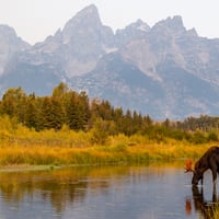 yellowstone