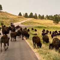 yellowstone