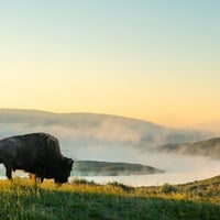 yellowstone