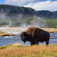 yellowstone