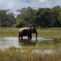 elephant