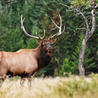 ANIMAL