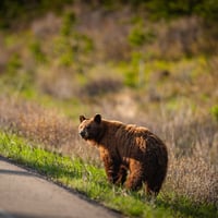 bear