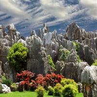 stone forest