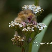 Profile picture for user erica pasotti