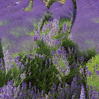 Profile picture for user Isabella@