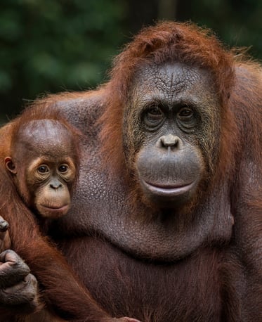 orangutan borneo