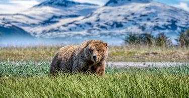 orso2