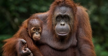 orangutan borneo
