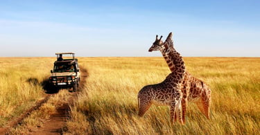 giraffa