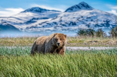 orso2
