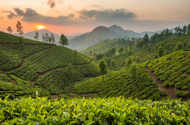 piantagioni di tè Sri Lanka