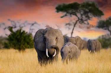 Safari