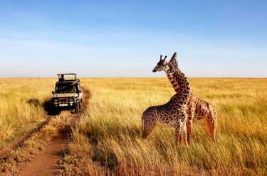 giraffa