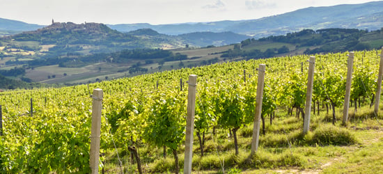 verdicchio