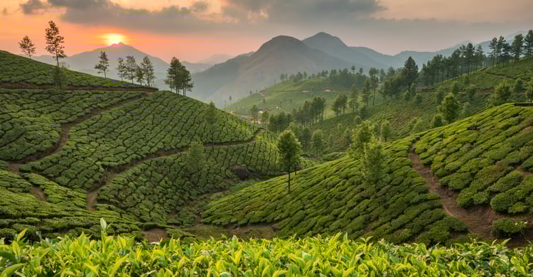 piantagioni di tè Sri Lanka