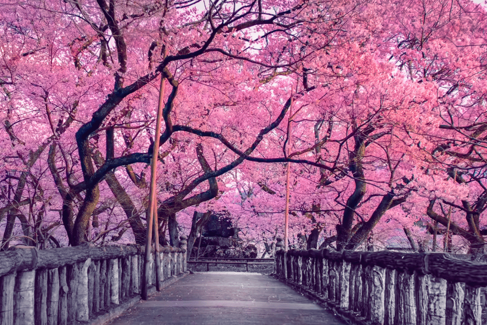 Hanami, bellezza in fiore 