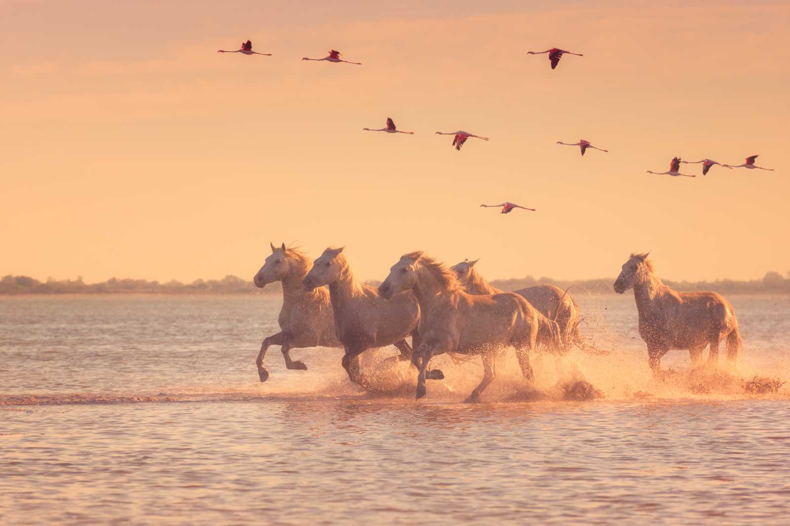 camargue