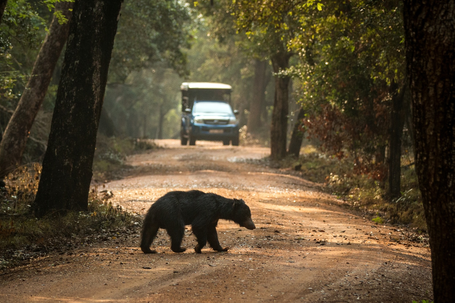 Wilpattu