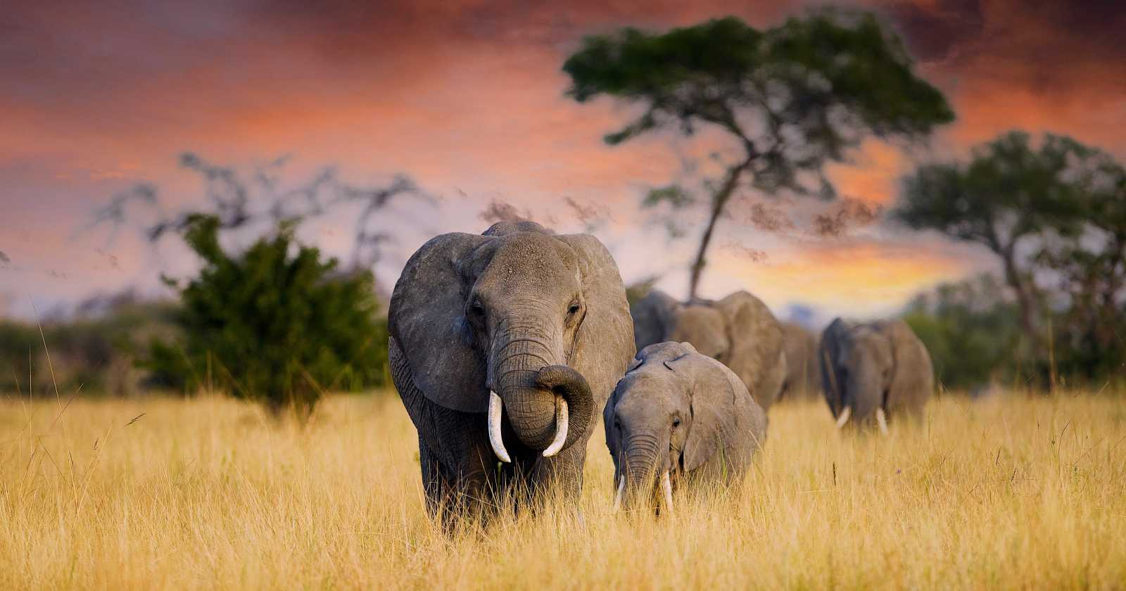 safari africa