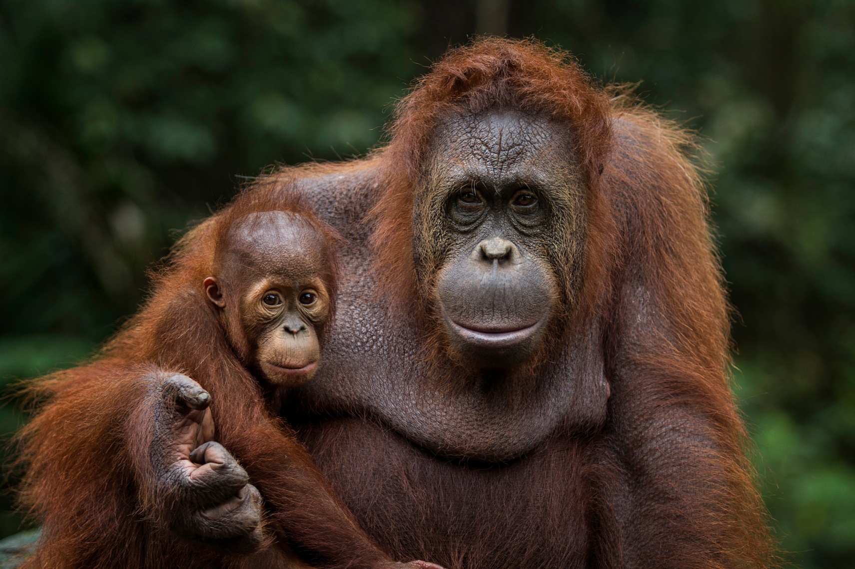 orangutan borneo