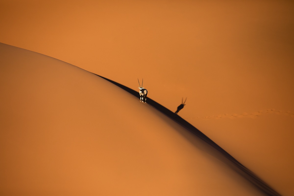 oryx