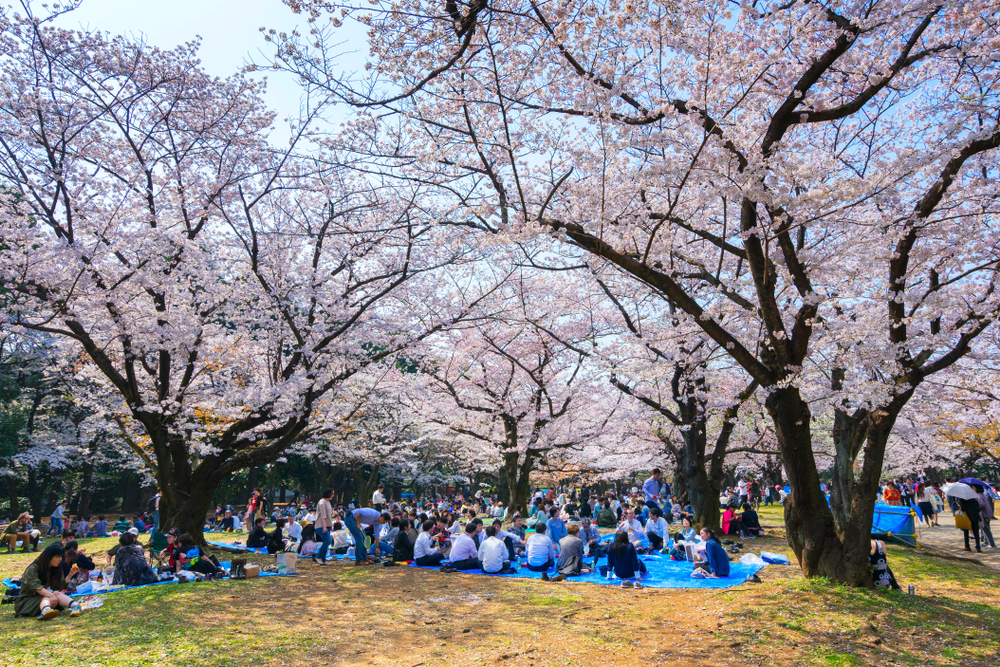 Hanami 2