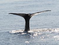 Profile picture for user raffaella68